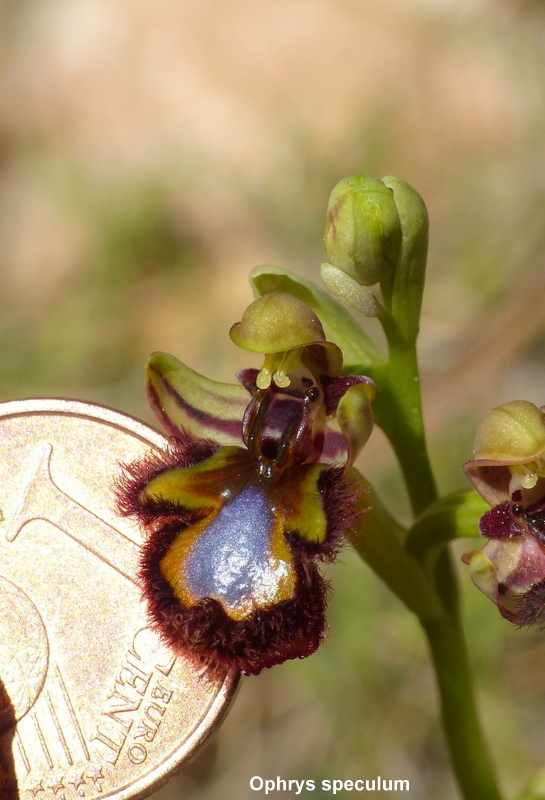 Andalusia: le orchidee e Grandi Pietre  marzo-aprile 2023.